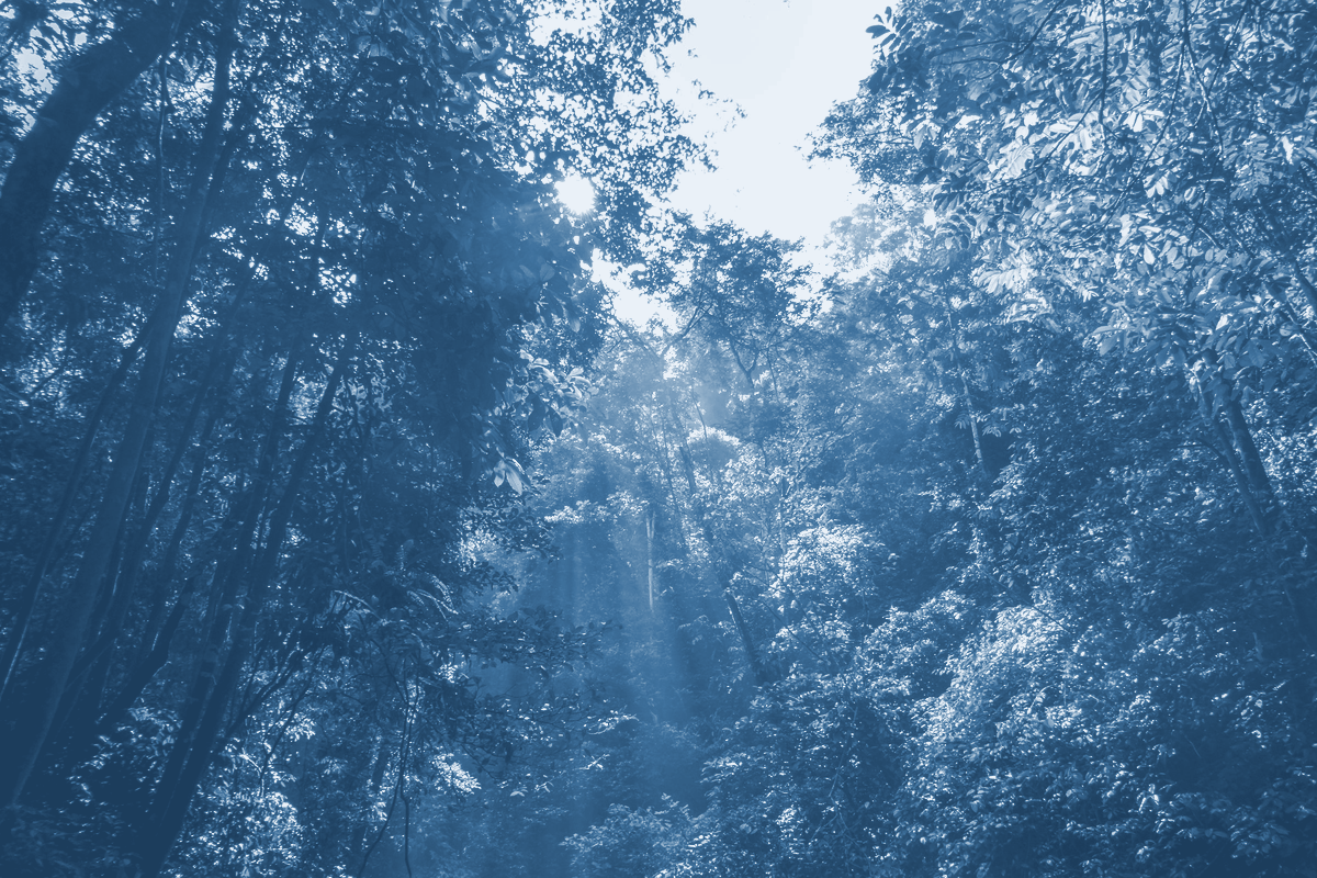 Sunlight through a dense forest canopy in cobalt blue tones, representing the regulated digital ecosystem